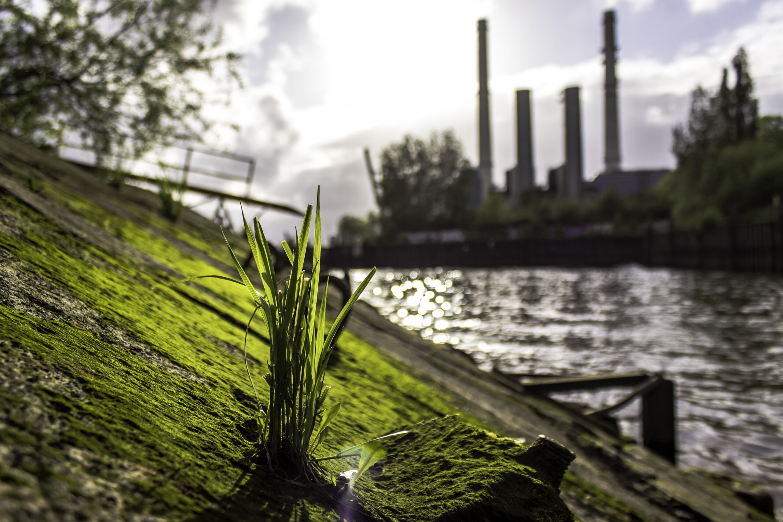 gras-waechst-an-der-stuetzmauer-am-fluss-gegen-die-fabrik